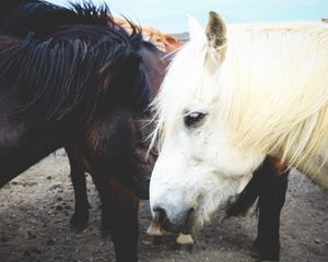 Preview wallpaper horse, couple, mane