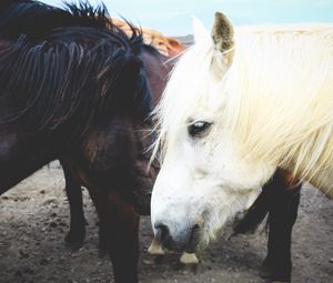 Preview wallpaper horse, couple, mane