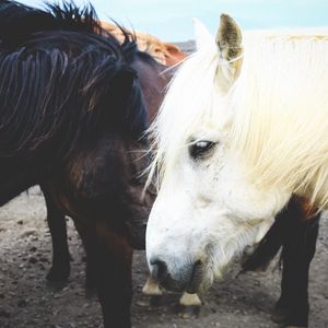 Preview wallpaper horse, couple, mane