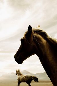 Preview wallpaper horse, couple, running, sky