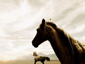 Preview wallpaper horse, couple, running, sky