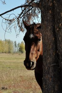 Preview wallpaper horse, couple, tree, head