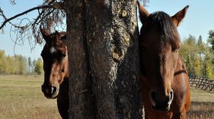 Preview wallpaper horse, couple, tree, head