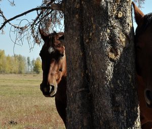 Preview wallpaper horse, couple, tree, head