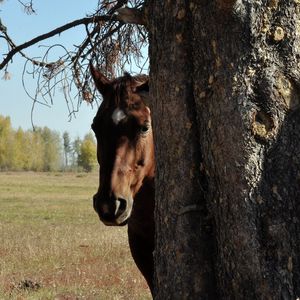 Preview wallpaper horse, couple, tree, head