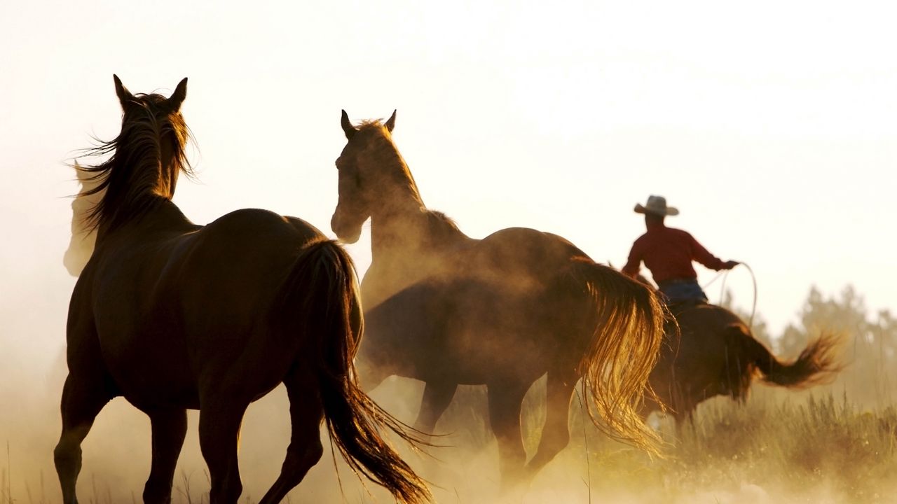 Wallpaper horse, cowboy, lasso