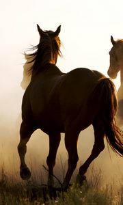 Preview wallpaper horse, cowboy, lasso