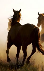 Preview wallpaper horse, cowboy, lasso