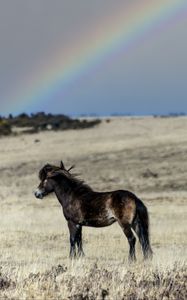 Preview wallpaper horse, cub, animal, field, rainbow