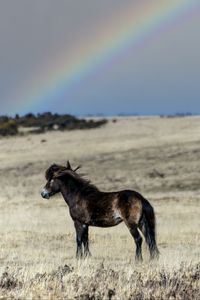 Preview wallpaper horse, cub, animal, field, rainbow