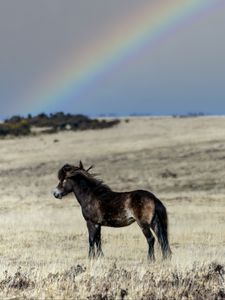 Preview wallpaper horse, cub, animal, field, rainbow