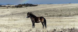 Preview wallpaper horse, cub, animal, field, rainbow