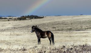 Preview wallpaper horse, cub, animal, field, rainbow