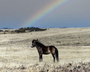 Preview wallpaper horse, cub, animal, field, rainbow