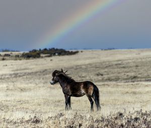 Preview wallpaper horse, cub, animal, field, rainbow