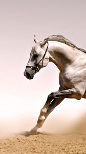 Preview wallpaper horse, dust, grass, jump