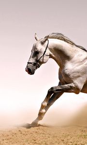 Preview wallpaper horse, dust, grass, jump