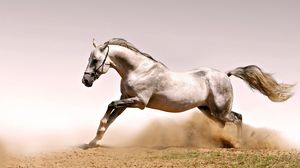 Preview wallpaper horse, dust, grass, jump