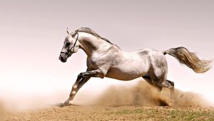 Preview wallpaper horse, dust, grass, jump