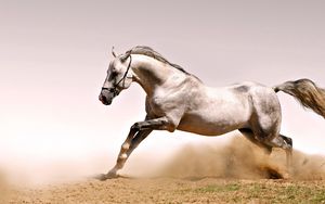 Preview wallpaper horse, dust, grass, jump