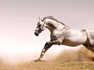 Preview wallpaper horse, dust, grass, jump