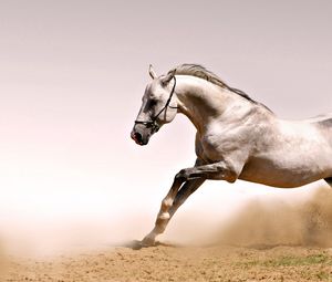 Preview wallpaper horse, dust, grass, jump