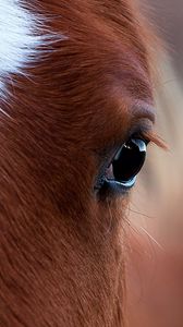 Preview wallpaper horse, eye, bright