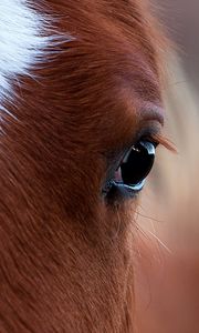 Preview wallpaper horse, eye, bright