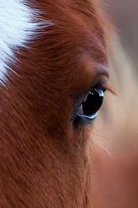 Preview wallpaper horse, eye, bright