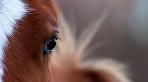 Preview wallpaper horse, eye, bright