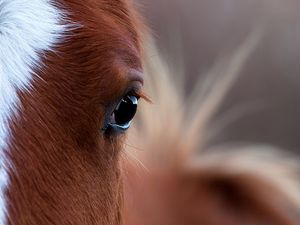 Preview wallpaper horse, eye, bright