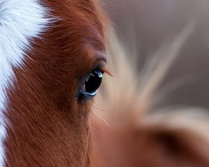 Preview wallpaper horse, eye, bright