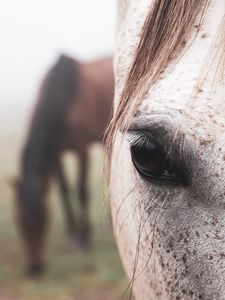 Preview wallpaper horse, eye, hair