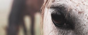 Preview wallpaper horse, eye, hair