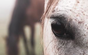 Preview wallpaper horse, eye, hair