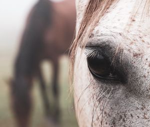 Preview wallpaper horse, eye, hair