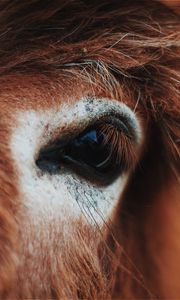 Preview wallpaper horse, eye, mane, eyelashes