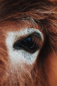 Preview wallpaper horse, eye, mane, eyelashes