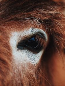 Preview wallpaper horse, eye, mane, eyelashes