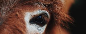 Preview wallpaper horse, eye, mane, eyelashes