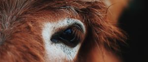 Preview wallpaper horse, eye, mane, eyelashes