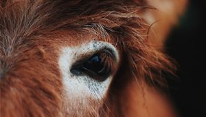 Preview wallpaper horse, eye, mane, eyelashes