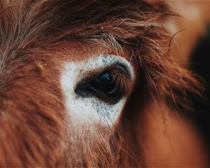 Preview wallpaper horse, eye, mane, eyelashes