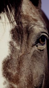 Preview wallpaper horse, eyes, mane