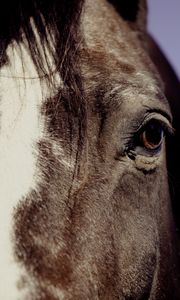 Preview wallpaper horse, eyes, mane
