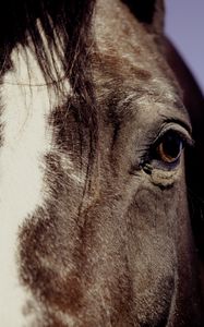 Preview wallpaper horse, eyes, mane