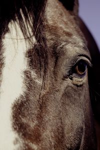 Preview wallpaper horse, eyes, mane