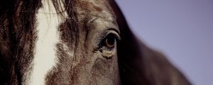 Preview wallpaper horse, eyes, mane