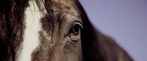 Preview wallpaper horse, eyes, mane