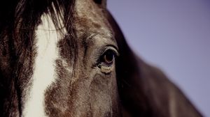 Preview wallpaper horse, eyes, mane